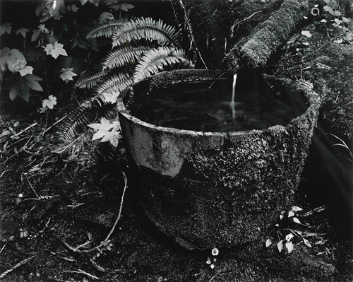 Edward Weston (American, 1886-1958) Untitled