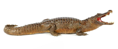 Prepared and stuffed crocodile, Africa ca.1925