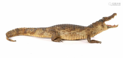 Prepared and stuffed crocodile, Africa ca.1925
