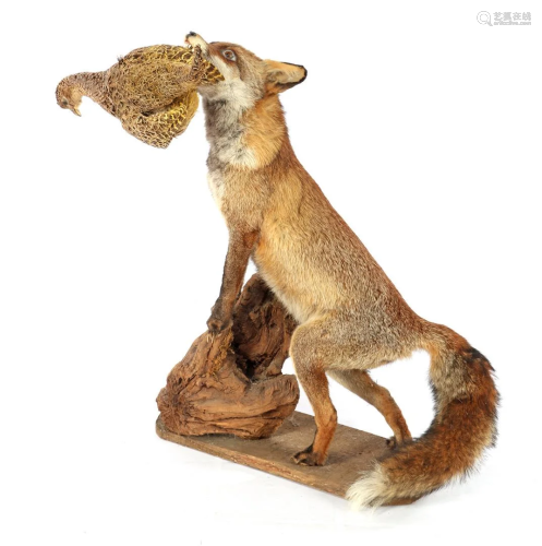 Prepared and stuffed fox with mesh in its mouth