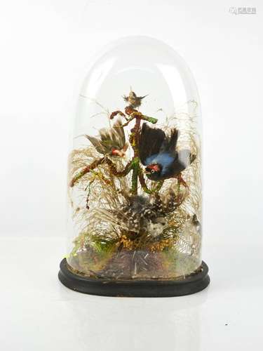 A Taxidermy group of exotic birds, with glass dome cover and...