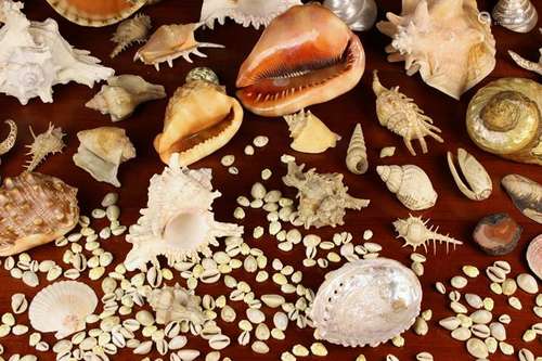 A Collection of Decorative Seashells, the largest 12