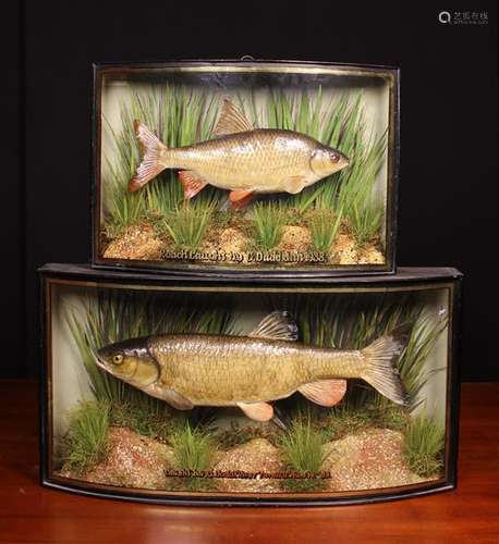 Two Vintage Cased Taxidermy Fish.