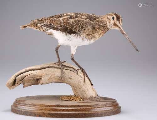 TAXIDERMY: A COMMON SNIPE