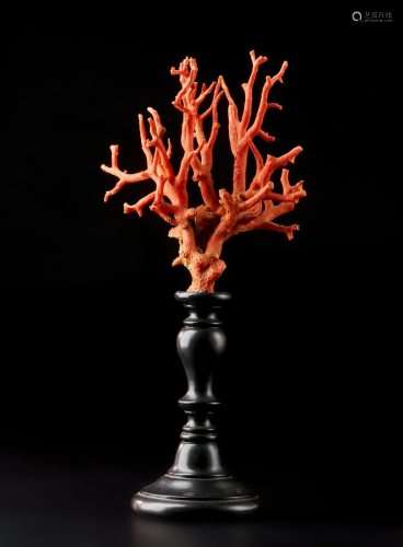 Naturalia An entwined red coral branch Italy .