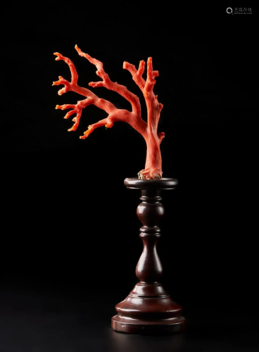 Naturalia A small red coral branch on a wooden stand