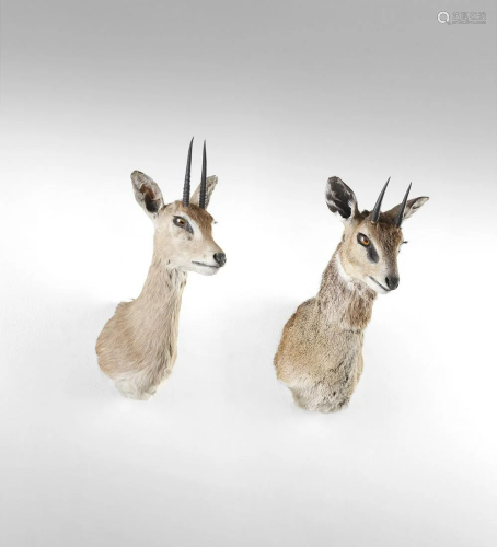 Naturalia Two dik-dik heads on wooden shieldSouth-east