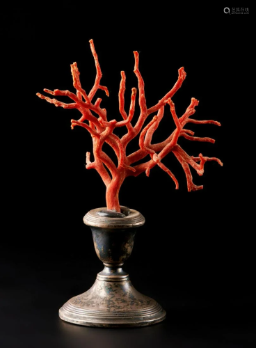 Naturalia A red coral branch on a silver base Italy .