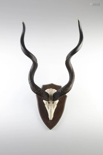 Naturalia Great hunting trophy with Kudu hornsSouthern