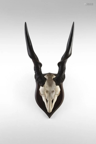 Naturalia Hunting trophy with horns of a ElandSouthern