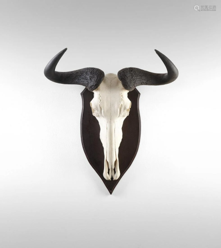 Naturalia Big horns of a black buffaloSouthern Africa,