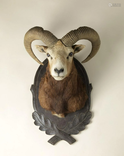 Naturalia A hunting trophy with European Muflon (Ovis