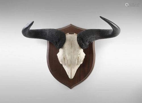 Naturalia Hunting trophy with black buffalo