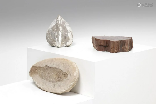 Naturalia Fossil fish, fossil shell and fossil woodn