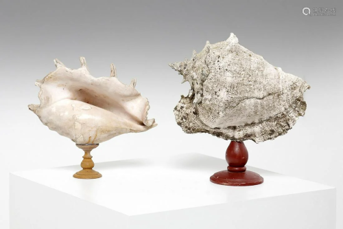 Naturalia Two large conches mounted on a wooden
