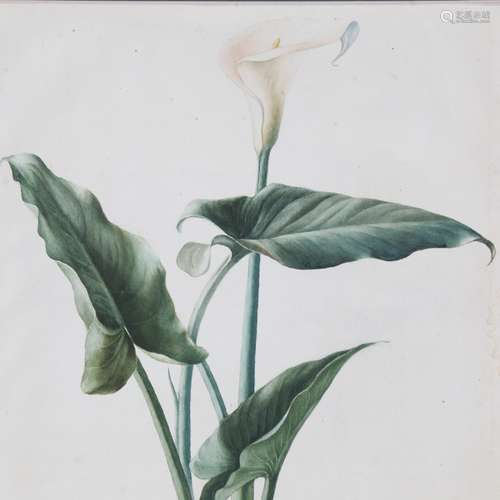 20th century watercolour, botanical study lily, unsigned, 20...