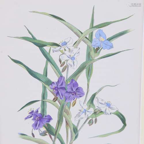 John Nash (1893 - 1977), Tradescantia Virginica, colour lith...