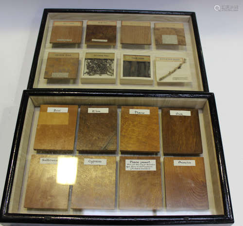 A group of cross-section wood specimens, all labelled and co...