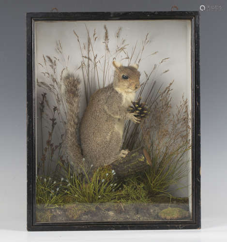 A late 19th century taxidermized squirrel, the case with lab...