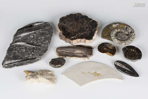 A selection of fossil specimens, including orthoceras in bla...