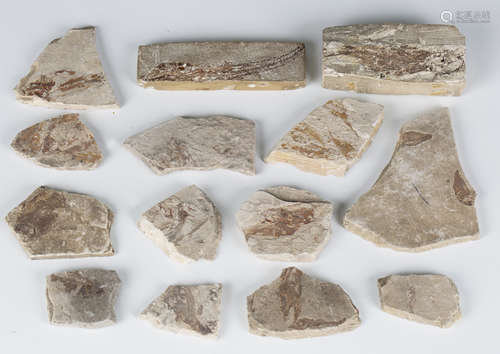 A collection of fossil specimens, some inscribed to reverse ...