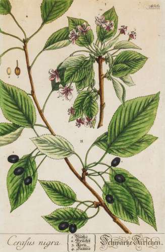 Herbarium Blackwellianum