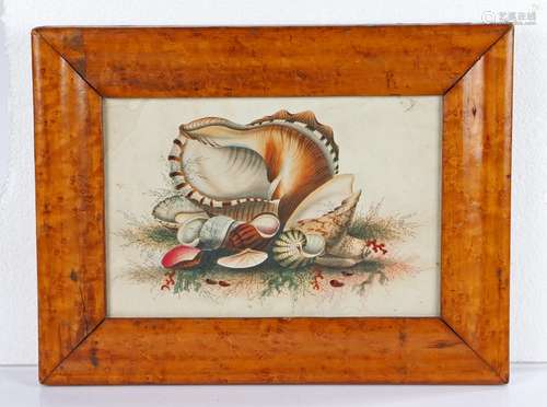 19th Century British school, still life of shells, unsigned ...