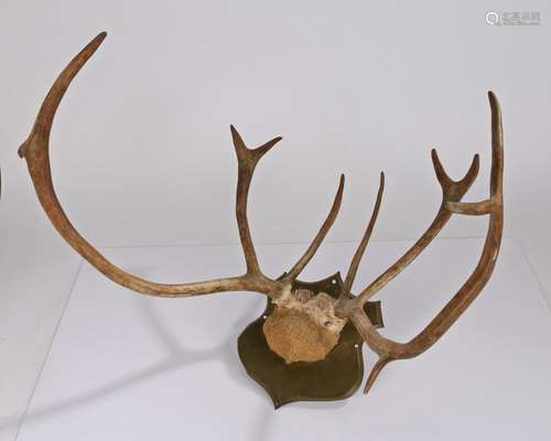 Pair of deer antlers, mounted to a brass shield, 50cm wide