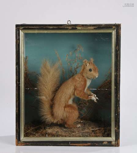 A C Foot of Bath taxidermy red squirrel, housed within the g...