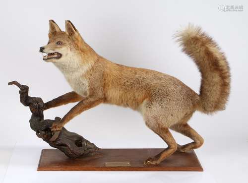 Taxidermy fox, with the amusing spurious modern name plate S...