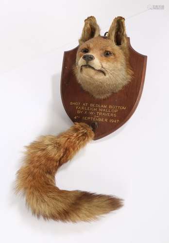 Taxidermy fox head and tail, the head applied to a shield wi...