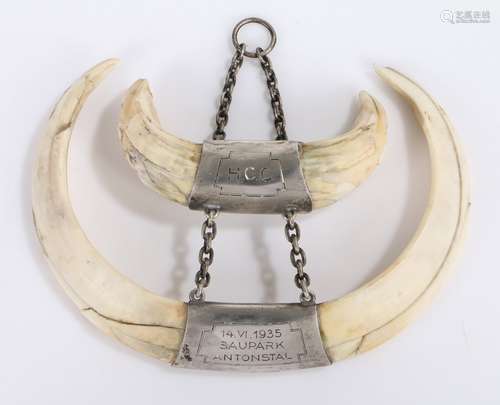 Hunting trophy, two pairs of Boar tusks with white metal pla...