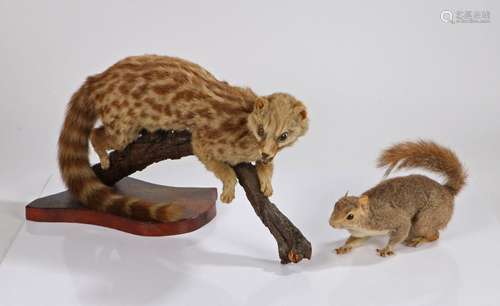 Taxidermy wild cat, on a branch, together with a taxidermy s...