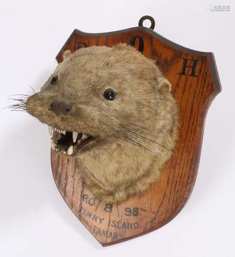 Victorian taxidermy otter, the trophy otter head mounted on ...