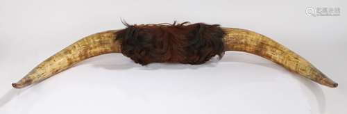 Pair of buffalo horns, with fur centre, 85cm wide