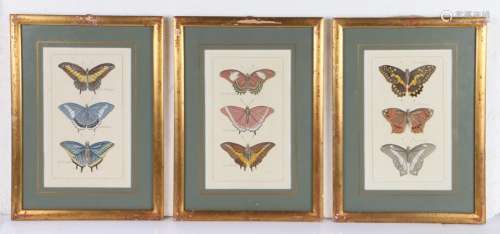 Three 19th Century butterfly prints each with three butterfl...