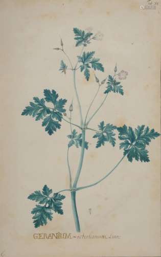 A set of six Continental botanical watercolour studies