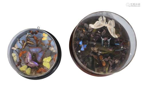 Y A circular case of preserved butterflies