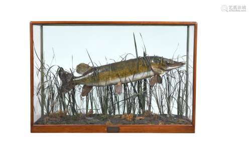 Y A late Victorian preserved model of a pike, Esox lucius