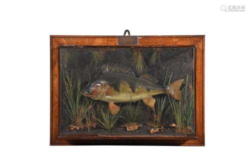 Y A late Victorian preserved perch, Perca