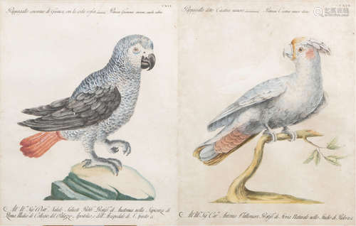 Xaverio Manetti (1723-1785): Two parrots, hand-coloured engr...