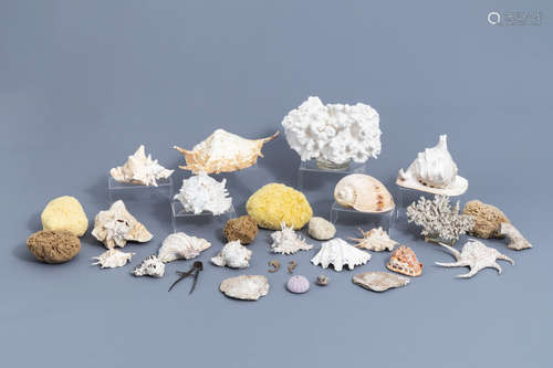 A beautiful collection of shells and sea finds, various orig...