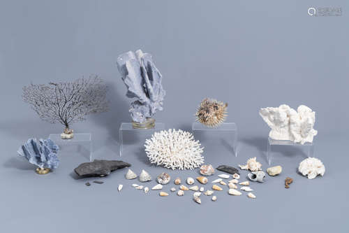 A beautiful collection of shells and sea finds, various orig...