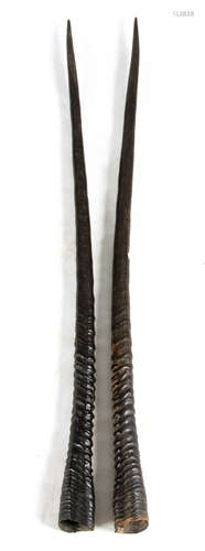 A LARGE PAIR OF 19TH CENTURY AFRICAN HORNS POSSIBLY OFF A GA...