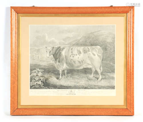 AN EARLY 19TH CENTURY ENGRAVING OF THE CRAVEN HEIFER 1812 An...