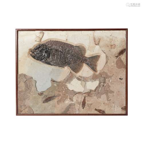 PHAREODUS FISH FOSSIL PLAQUE GREEN RIVER FORMATION, USA, LOW...