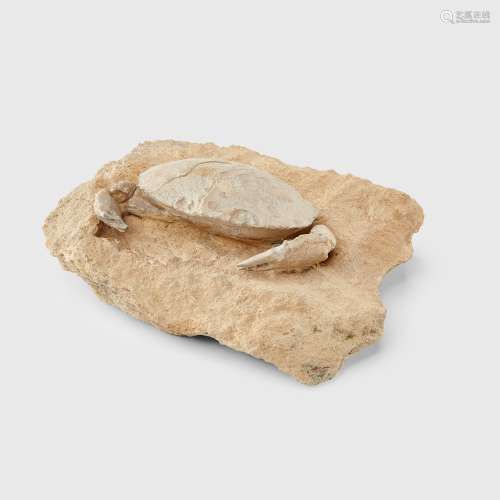 ARCHAEOGERYON CRAB FOSSIL ARGENTINA, MIOCENE PERIOD, 20 MILL...