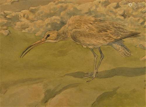 British School, early 20th century- A curlew; watercolour an...