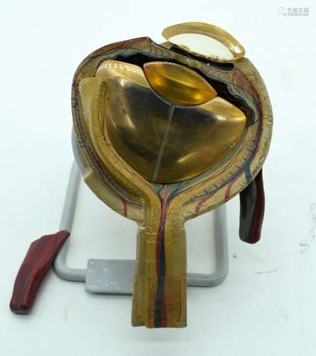 A RARE VINTAGE LACQUERED MODEL OF AN EYE upon a fitted stand...