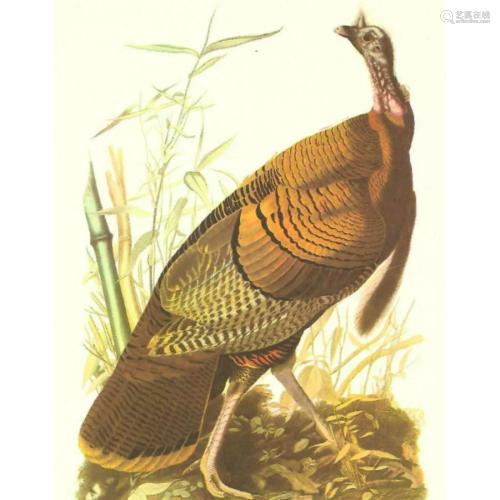 c.1950 Audubon Print, Wild Turkey